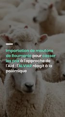 Importation de moutons de Roumanie pour casser les prix à l’approche de l’Aïd : l’ALVIAR réagit à la polémique