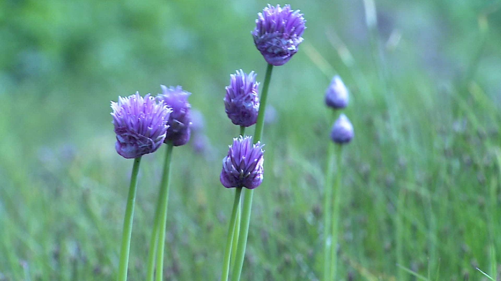Ernte in Gefahr: Fränkische Bauern kämpfen mit Spätfrost | Nordbayern