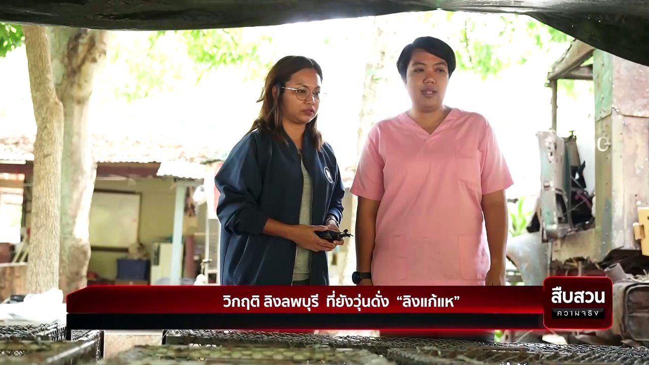 วิกฤติ ลิงลพบุรี ที่ยังวุ่นดั่ง “ลิงแก้แห” | สืบสวนความจริง | 22 เม.ย. 67 | PART 2