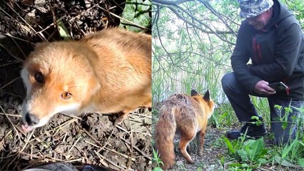 Man has heart-warming friendship with young fox he cured of illness