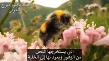 كوب واحد فقط سيخلصكم من السعال وألم الحلق