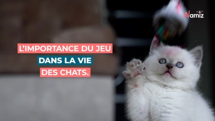 L’importance du jeu dans la vie des chats.