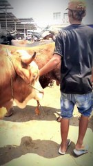 Sweet girls meeti g cows