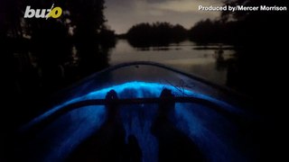 Check Out This Amazing Video of a Kayaker Paddling Through Bioluminescent Plankton!
