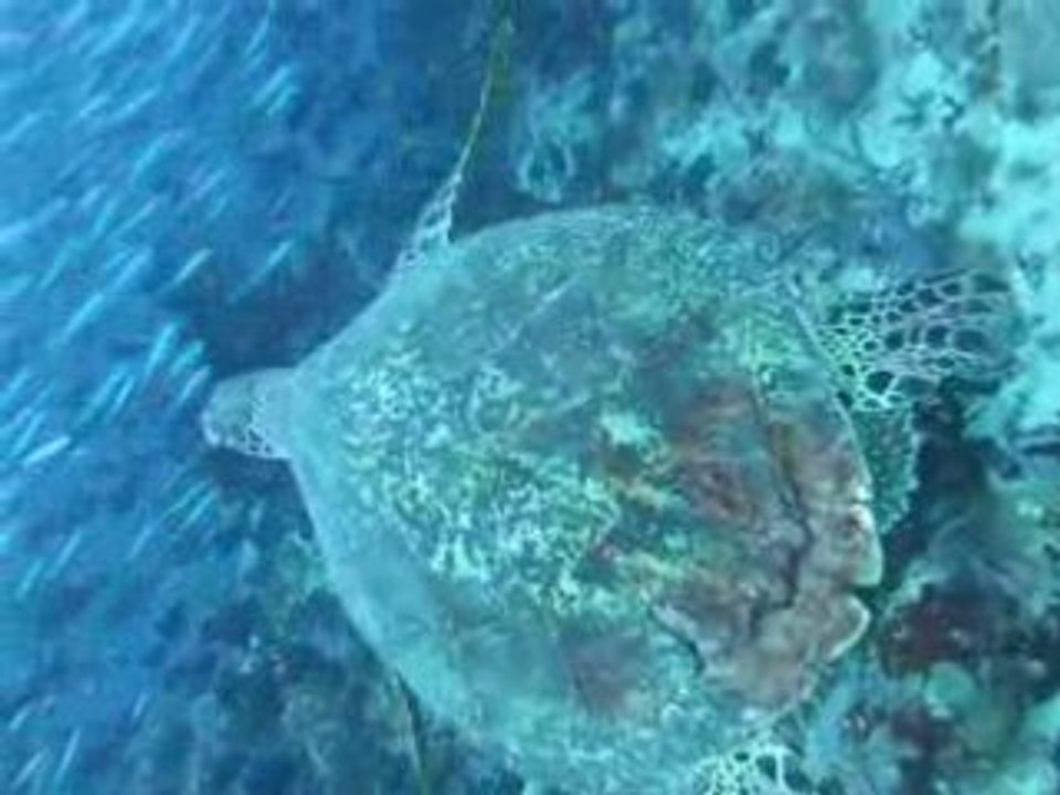 TORTUE MARINE SE BALADE