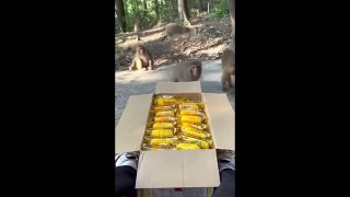 L'heure du repas pour ces singes affamés
