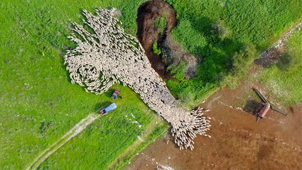 Sheep Flow Like Water