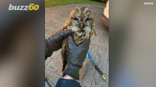 This Helpless Owl Is Rescued After It Falls Down a Chimney