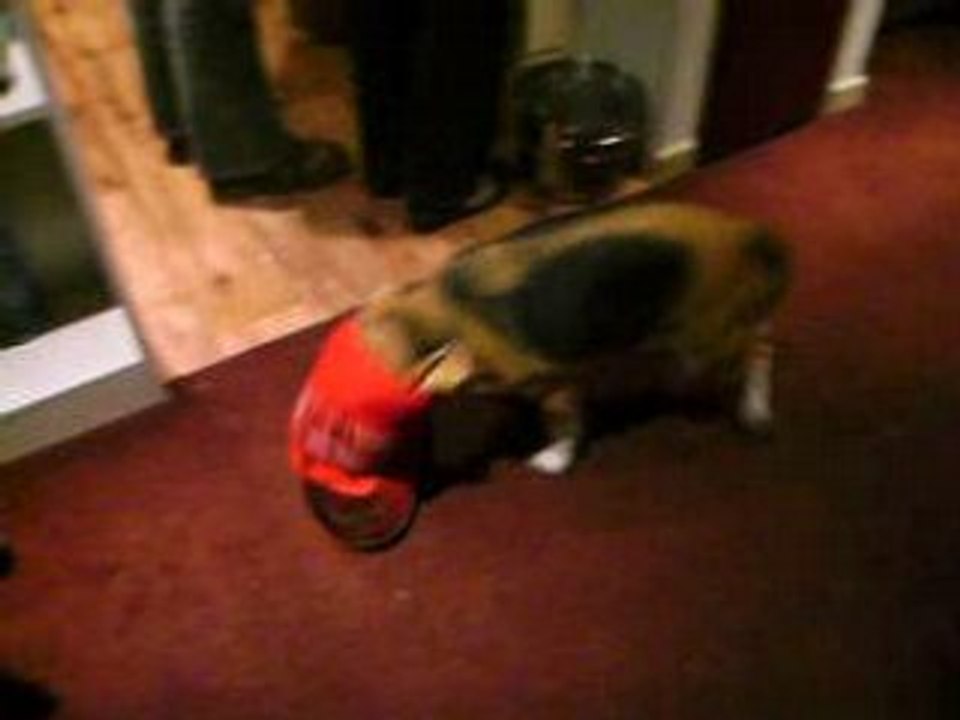 mon chien ... A VOIR !!!