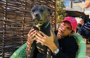 Tom Holland mourning death of family dog