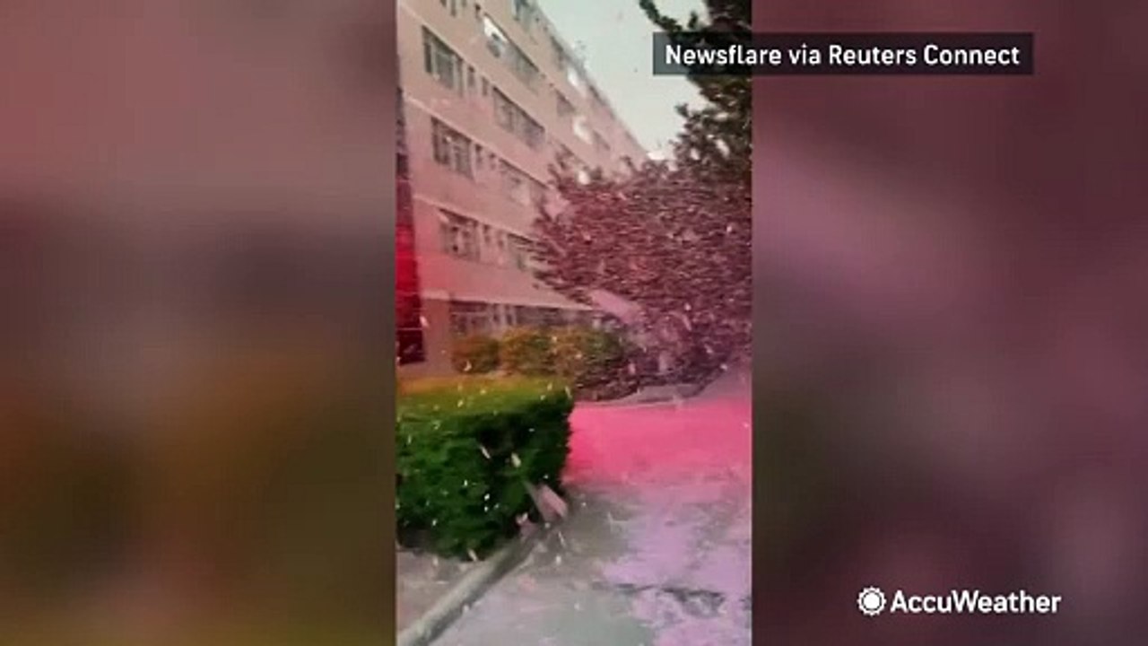 Like a romantic movie scene, cherry blossom 'blizzard' wows