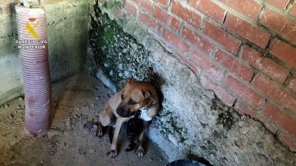 Un pitbull ataca a sus dueños en Cigales y obliga a intervenir a la Guardia Civil