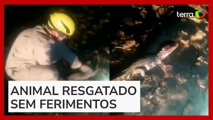Jacaré é resgatado em quintal de casa no Distrito Federal