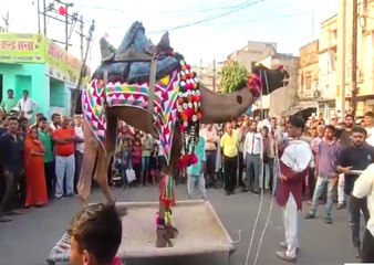 खाट पर खड़े होकर ऊंट ने किया नृत्य, लोगों में बना रहा आकर्षण का  केंद्र , देखे वीडियो