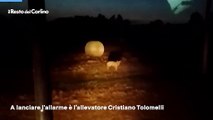 Faccia a faccia con i lupi ad Argelato (Bologna): il video
