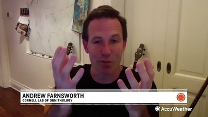 How bad weather makes for good birdwatching