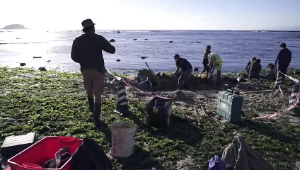 Descubren un tesoro en Chile: fósiles de un reptil marino de 70 millones de años