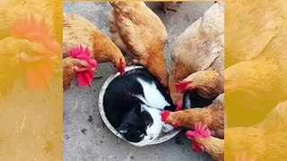 Huvittava video: itserakas kissa makoilee ruokakupilla ja suututtaa kanat