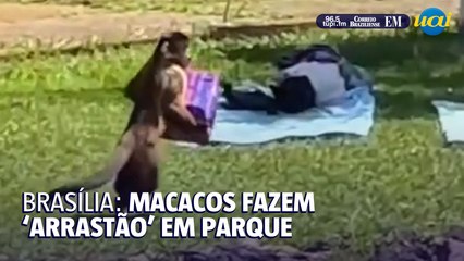 Vídeo: macacos fazem arrastão na Água Mineral e roubam vasilhas e lancheiras