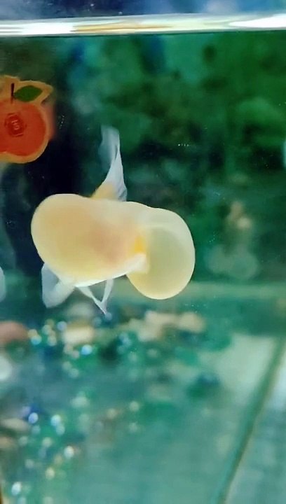 Cute fish