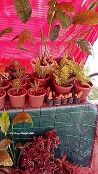 أزهار ، نياتات و ورود من مدينة الورود، البليدة