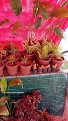 أزهار ، نياتات و ورود من مدينة الورود، البليدة