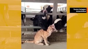 Suloinen video: lehmät antavat rakkauden kylvyn kissanpennulle
