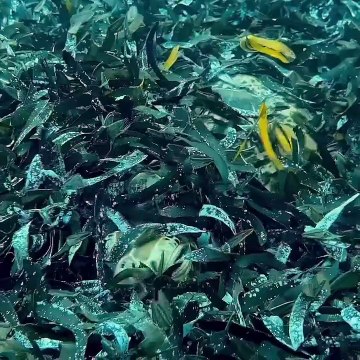 Rencontre avec une tortue de mer au milieu des algues !