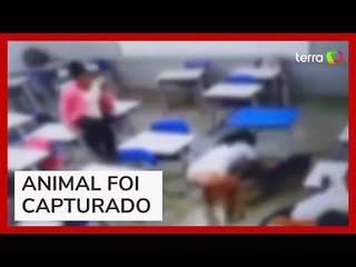 Adolescente é atacada por cão dentro de sala de aula em escola de Goiás