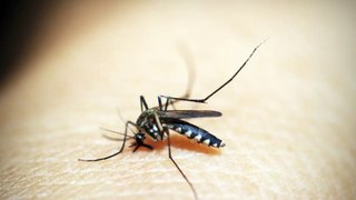 Padre pressiona secretários e prefeitos para intensificar campanhas educativas de prevenção à dengue