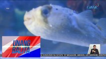 Lalaki, patay matapos gawing pulutan ang puffer fish o butete | UB