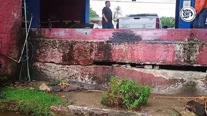 Capturan enorme cocodrilo y una boa tras fuerte lluvia en Coatzacoalcos