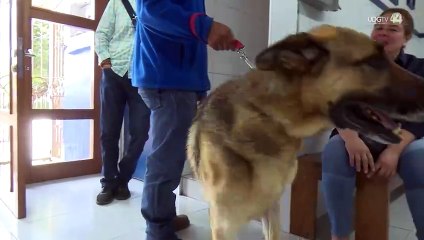 El amor desmedido a los "perrhijos" comienza a mermar la labor de los veterinarios