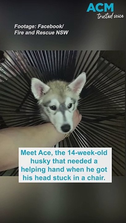 Wide-eyed husky puppy gets stuck in a chair