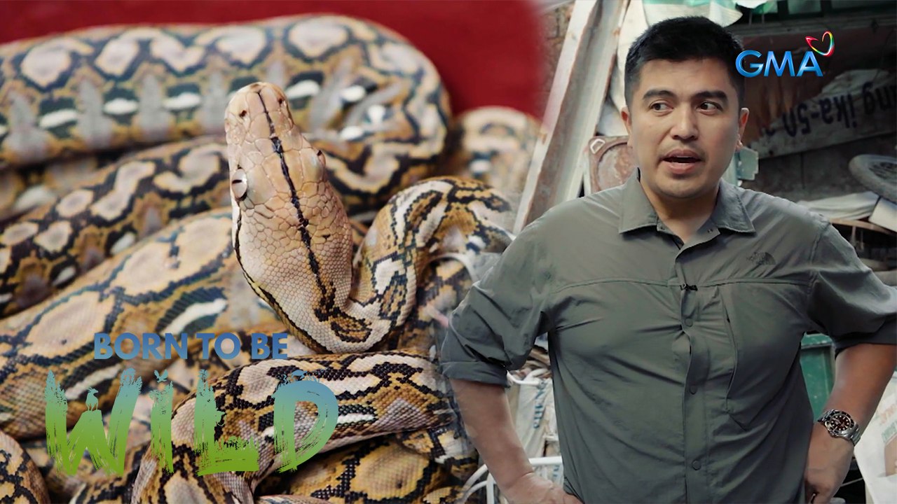 Wild animals inadvertently straying into crowded locales of Quezon, Bataan, and Sorsogon | Born to be Wild