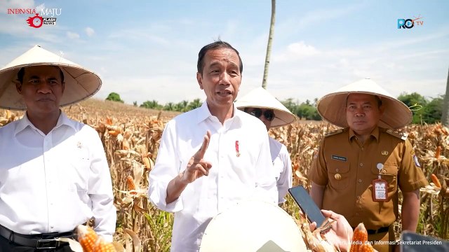 Presiden Jokowi Dorong Peningkatan Produksi dan Kesejahteraan Petani, Saat Tinjau Panen Jagung di Boalemo