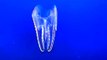 The spotted comb jellyfish of Monterey Aquarium