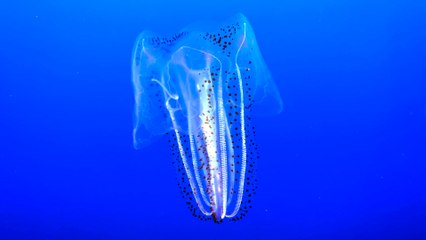 A beautiful spotted comb jellyfish at Monterey Aquarium