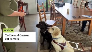 Two guide dogs Toffee and Carson eat carrots