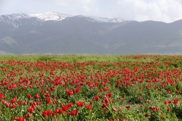 Muş Ovası kırmızıya büründü