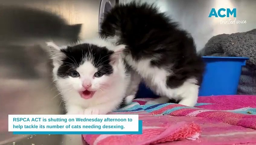 RSPCA ACT is shutting its doors on Wednesday afternoon to help tackle the number of cats needing to desexed.