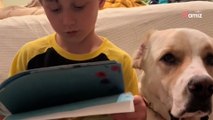 Dyslexique, un petit garçon retrouve confiance en lui pour lire à haute voix grâce à son chien handicapé