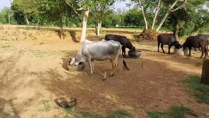 राजस्थान की ग्रामीण लाइफ और भोजन। राजस्थान के गांव का खान-पान और रहन-सहन #rajasthanvillagelife