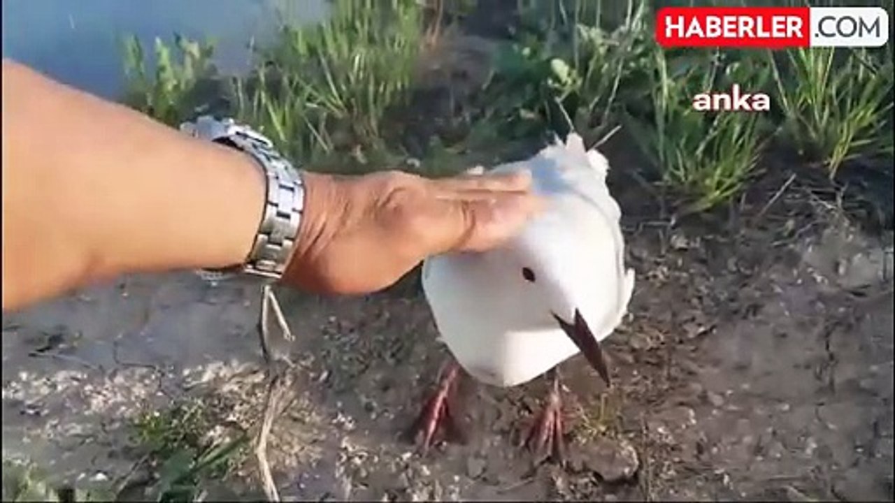 Keban Baraj Gölü'nde Martı Ölümleri Endişe Yaratıyor