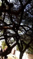 Kithey Gaiyan Pind Dia Taliyan Te Beriyan || Pardesi Hoyo ve ️️️