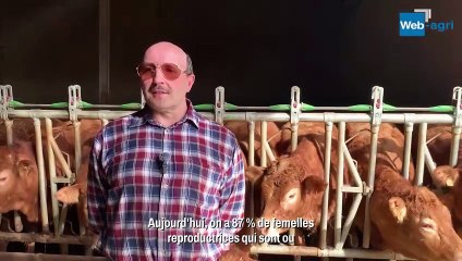 Jean-Marc Chenut travaille la Limousine sans cornes depuis 2010