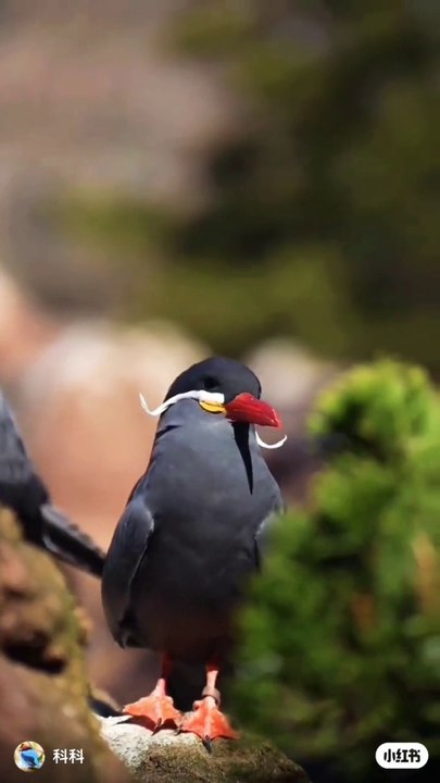 Ican Tern