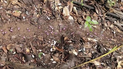 Ants carring leaves in forest