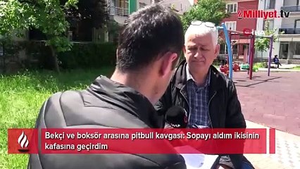 Bekçi ve boksör arasına pitbull kavgası: Sopayı aldım ikisinin kafasına geçirdim