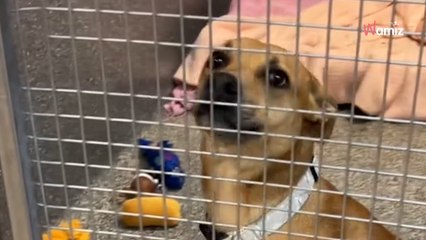 After enduring 900 days awaiting adoption, dog is abandoned within 24 hours